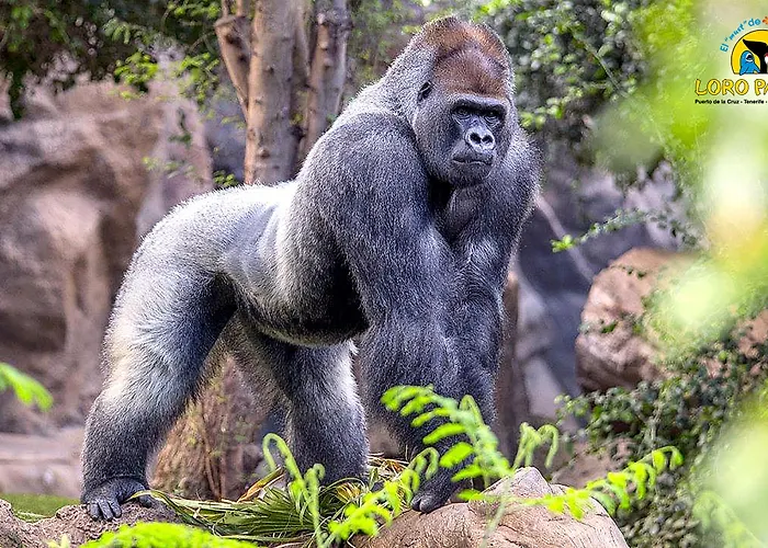 Adonis Capital Szálloda Santa Cruz de Tenerife