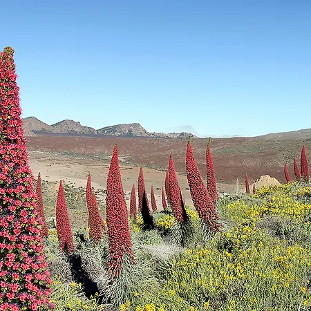 Adonis Capital 2* Santa Cruz de Tenerife