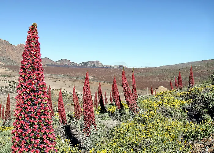 Adonis Capital 2* Santa Cruz de Tenerife