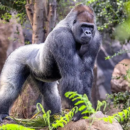 Adonis Capital Отель Санта-Крус-де-Тенерифе